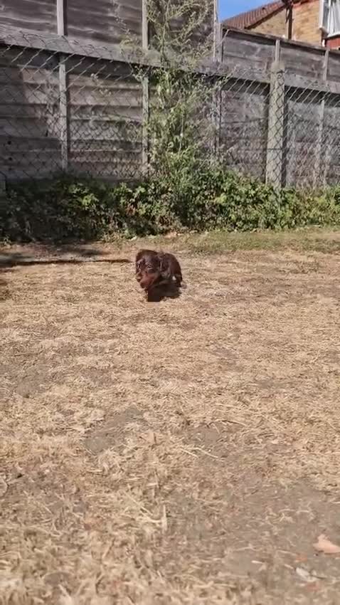 Miniature Dachshund dogs for sale: Miniature dachshund long haired - Video 2