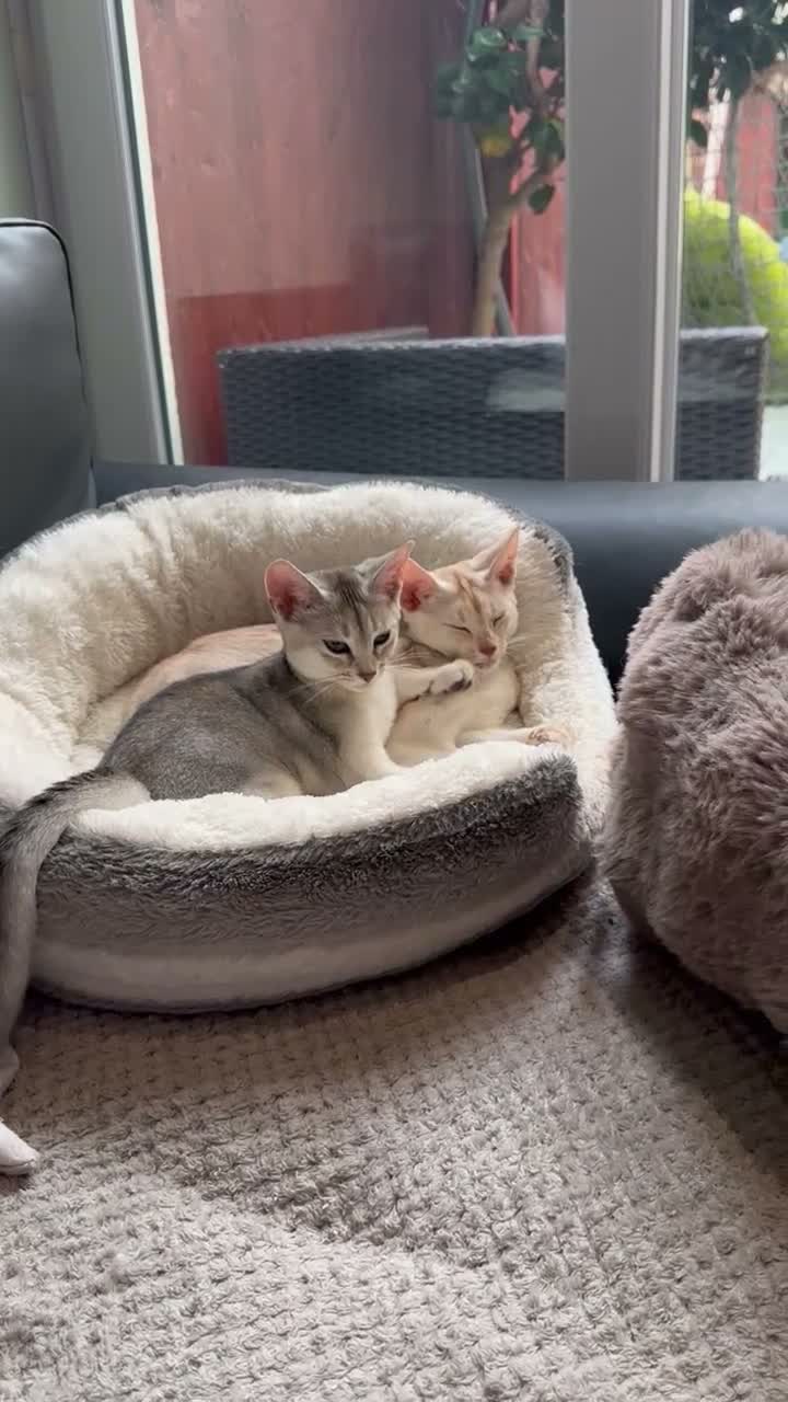 Abyssinian cats for sale: Silver Abyssinian kittens  - Video 1
