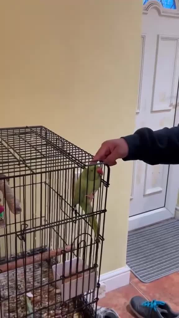 Parrots birds for sale: Indian Ringneck  - Video 1