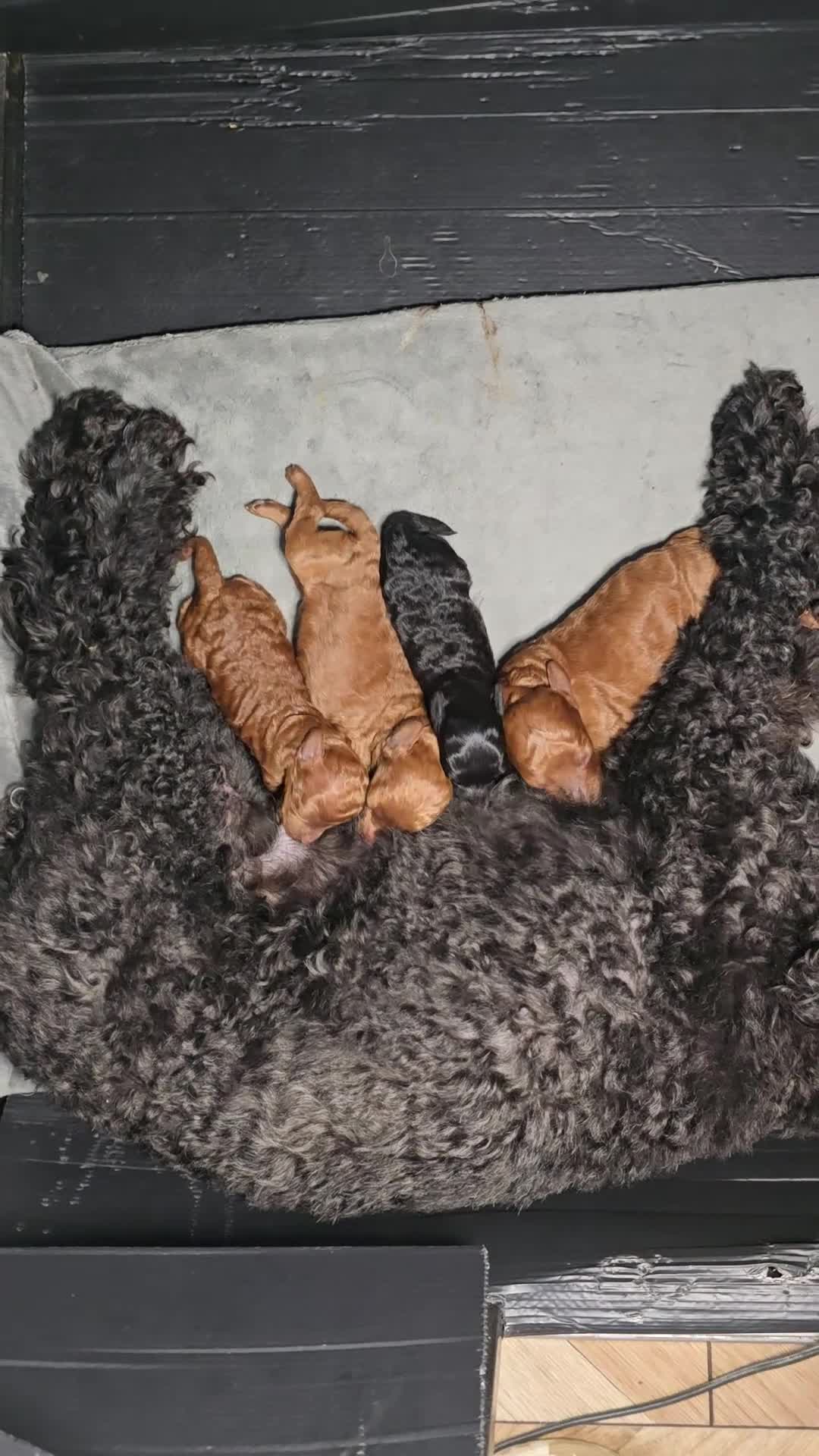 Toy Poodle dogs for sale: Exquisite red black Toy Poodle 5⭐️council licensed - Video 1