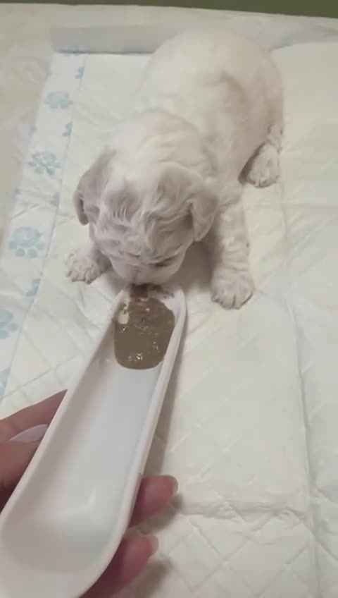 Bichon Frise dogs for sale: Beautiful bichon frisee puppies - Video 1