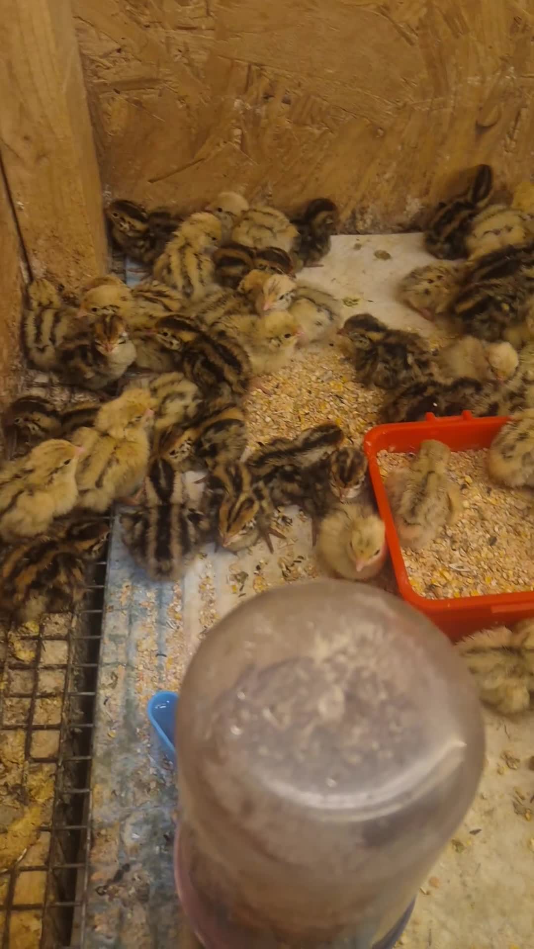 Quail poultry for sale: Quail and eggs for hatching  in Sheffield - Video 2