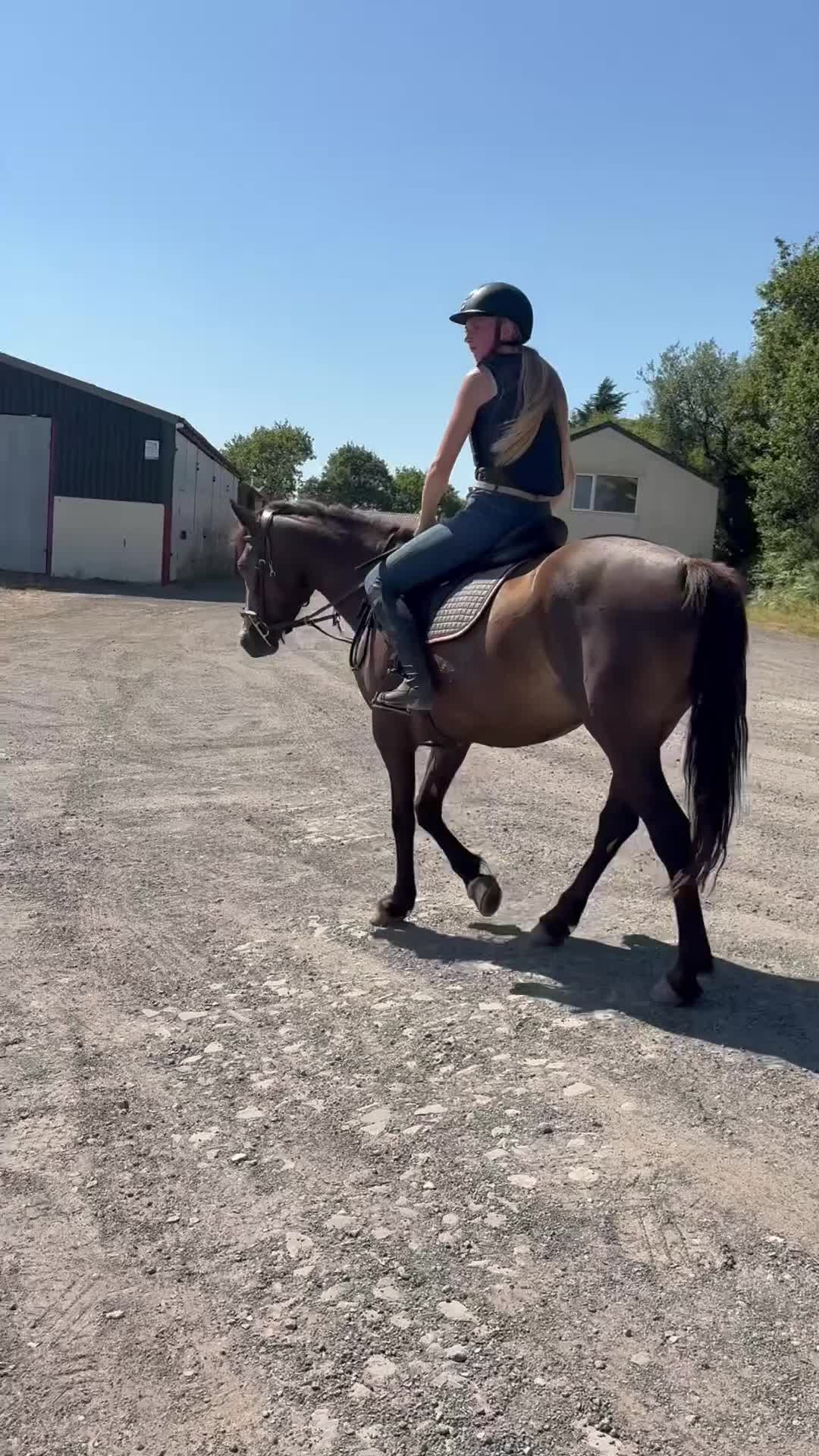 Connemara horses for sale: Dancer  - Video 2