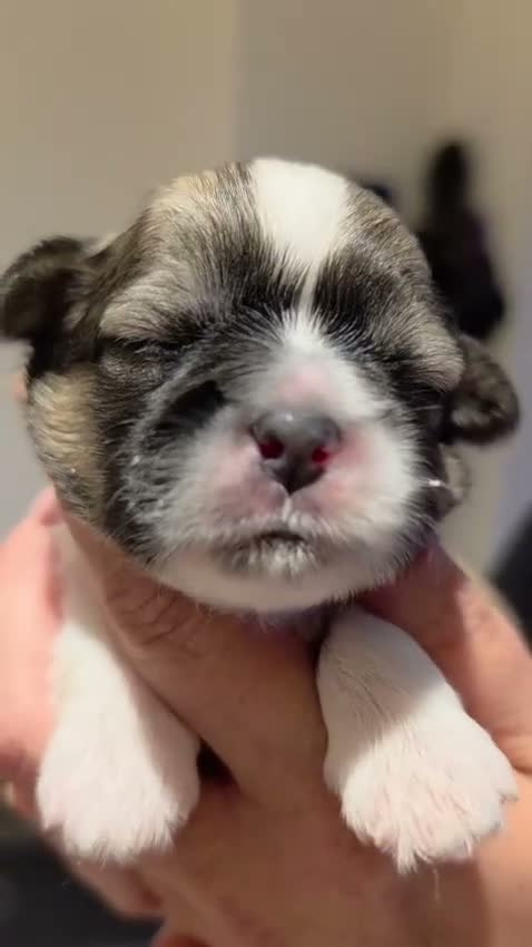 Shih Tzu dogs for sale: 🐶🐾 7 PUPPIES AVAILABLE, PLEASE SEE VIDEOS 🐾🐶 - Video 5