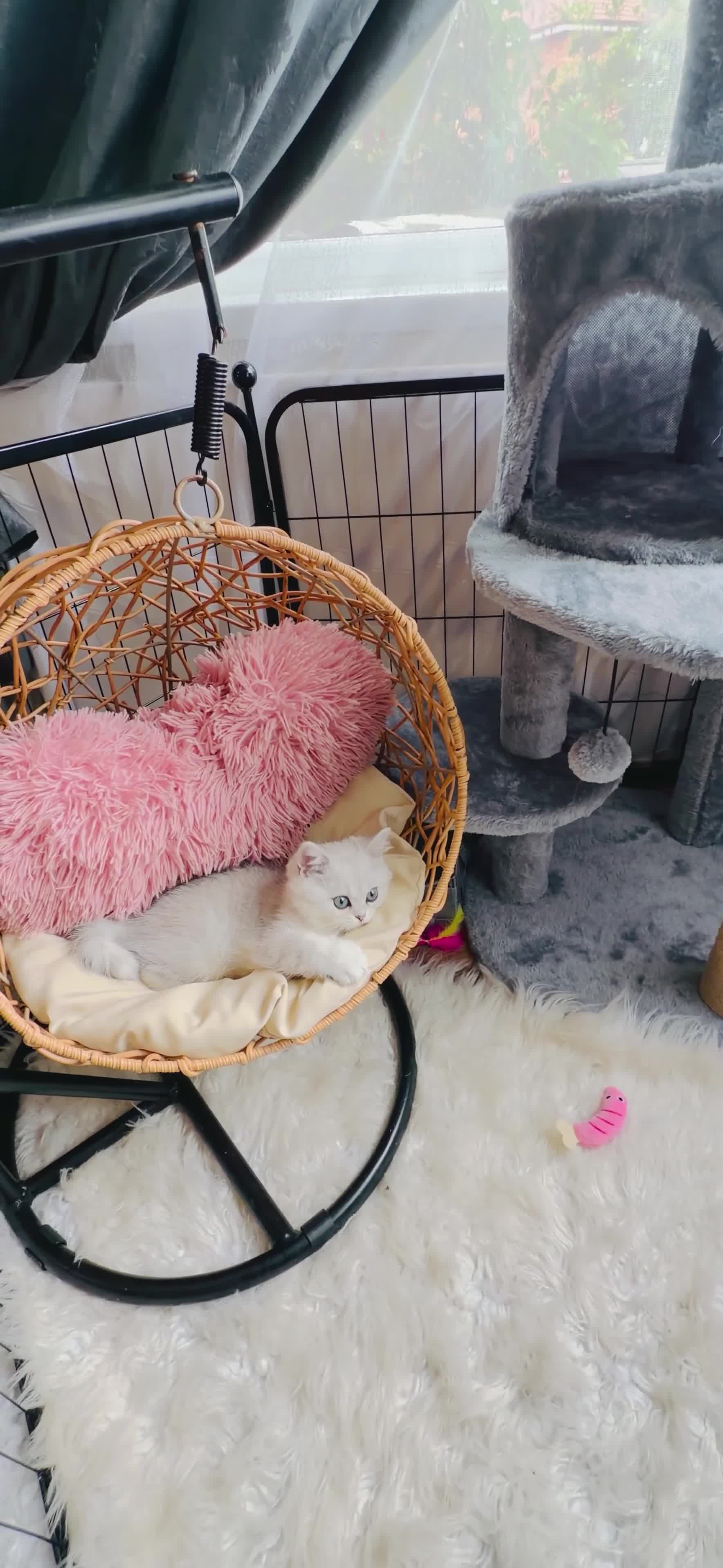Scottish Fold cats for sale: Beautiful Chinchilla Scottish fold & Straight 💞🐾 - Video 4