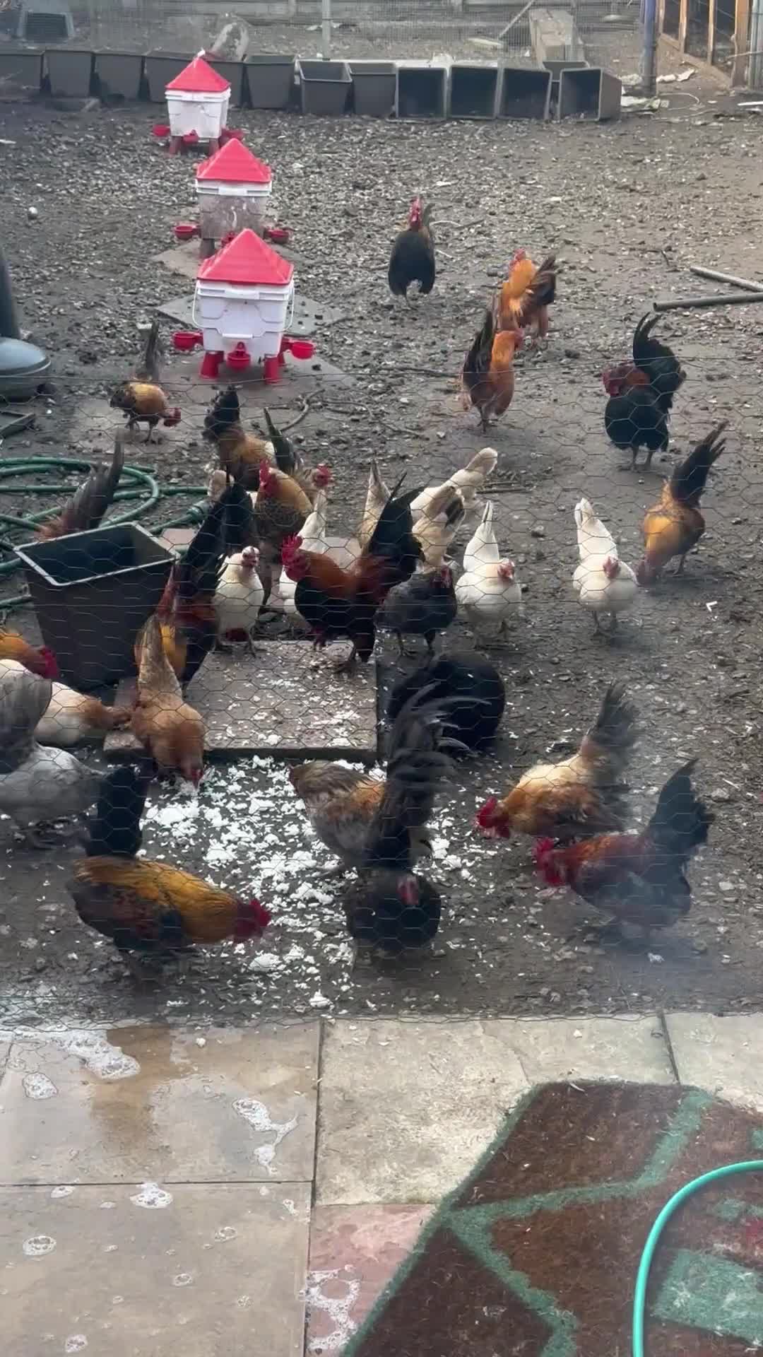 Chickens poultry for sale: Mixed Mini Bantam Chicken  in Gloucester - Video 2