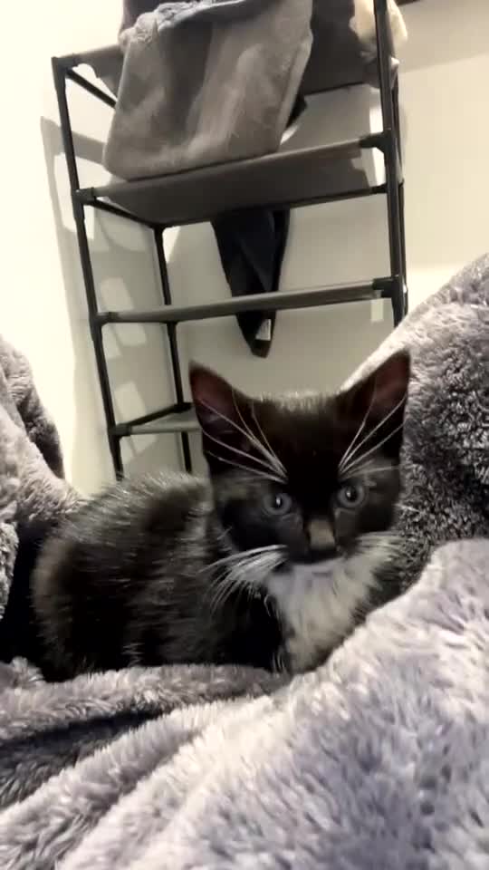 Mixed Breed cats for sale: 🐾 Adorable Black&White Kittens 🐾 - Video 1