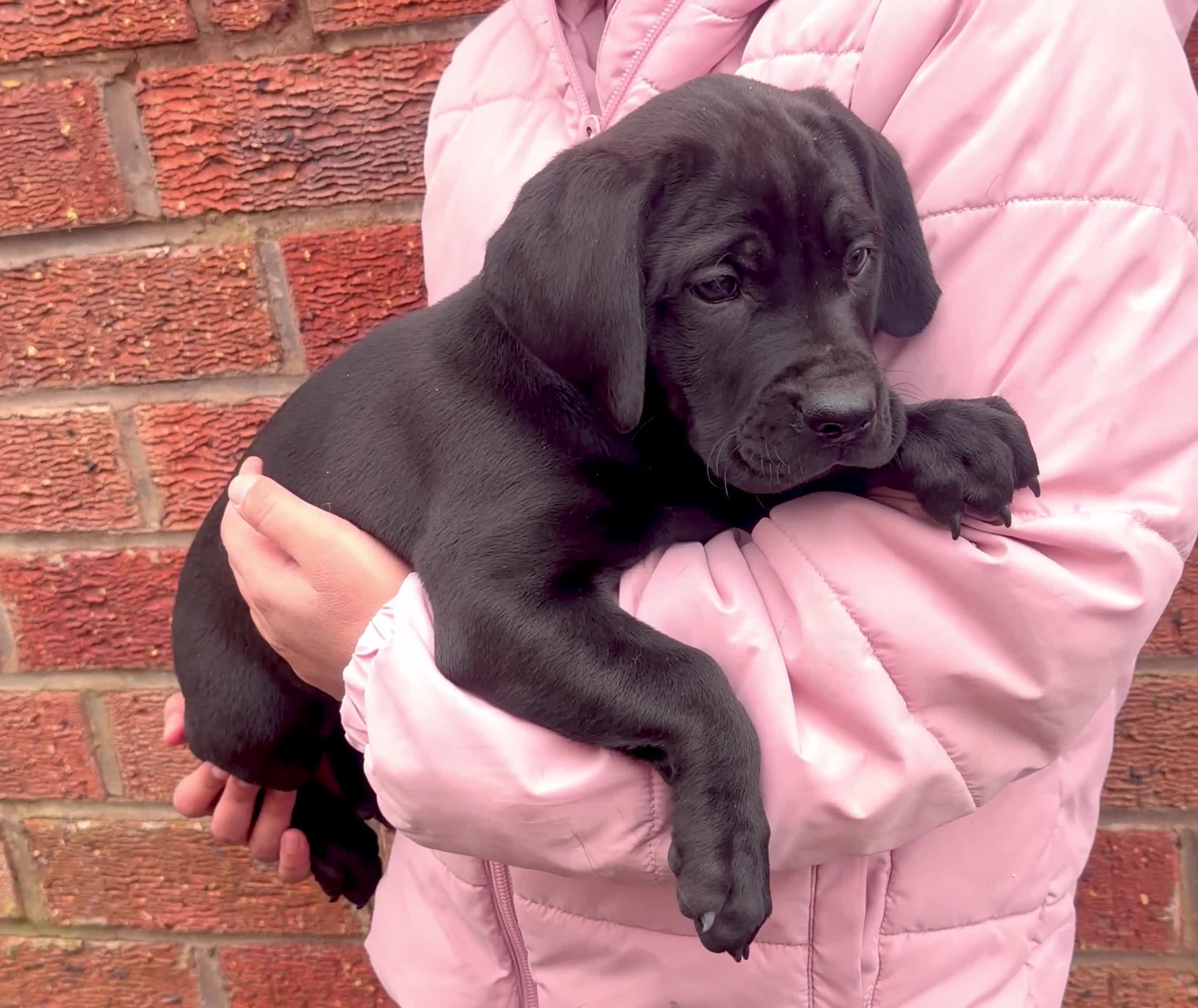 Cane Corso dogs for sale: READY TO LEAVE FEMALE ICCF REGISTERED PUPPY  - Video 1