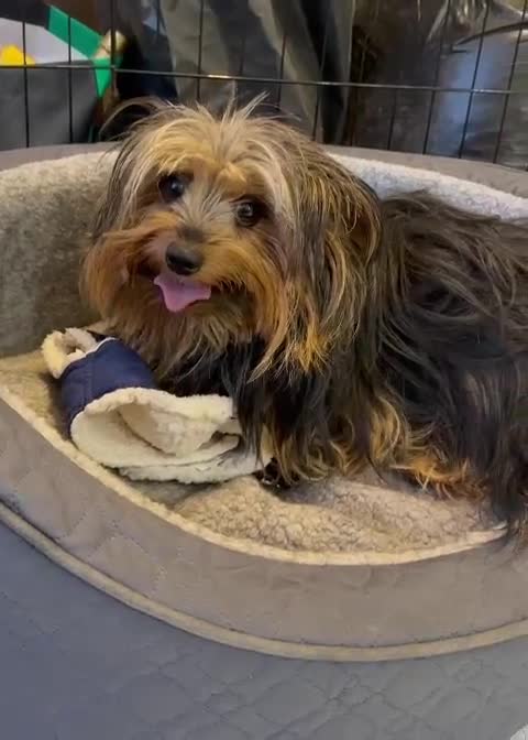 Yorkshire Terrier dogs for adoption: 💙🐶 BAILEY 🐶💙 - Video 1