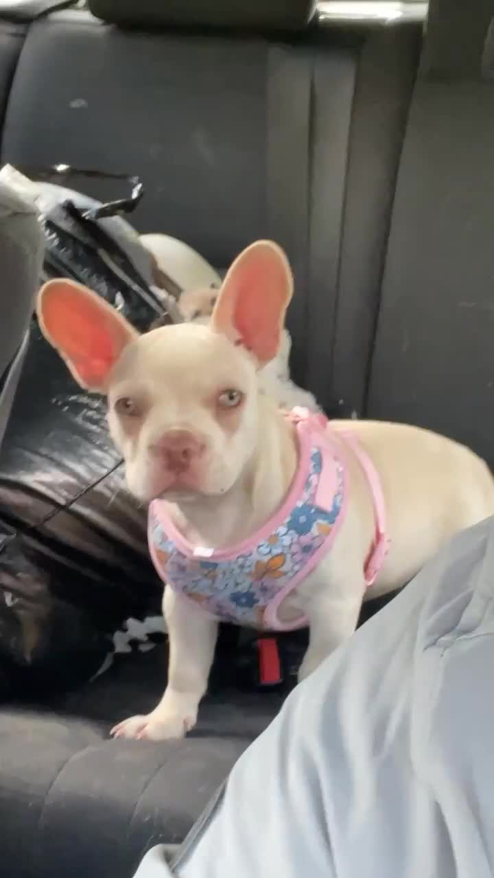 French Bulldog dogs for sale: Frenchie Honey  - Video 2