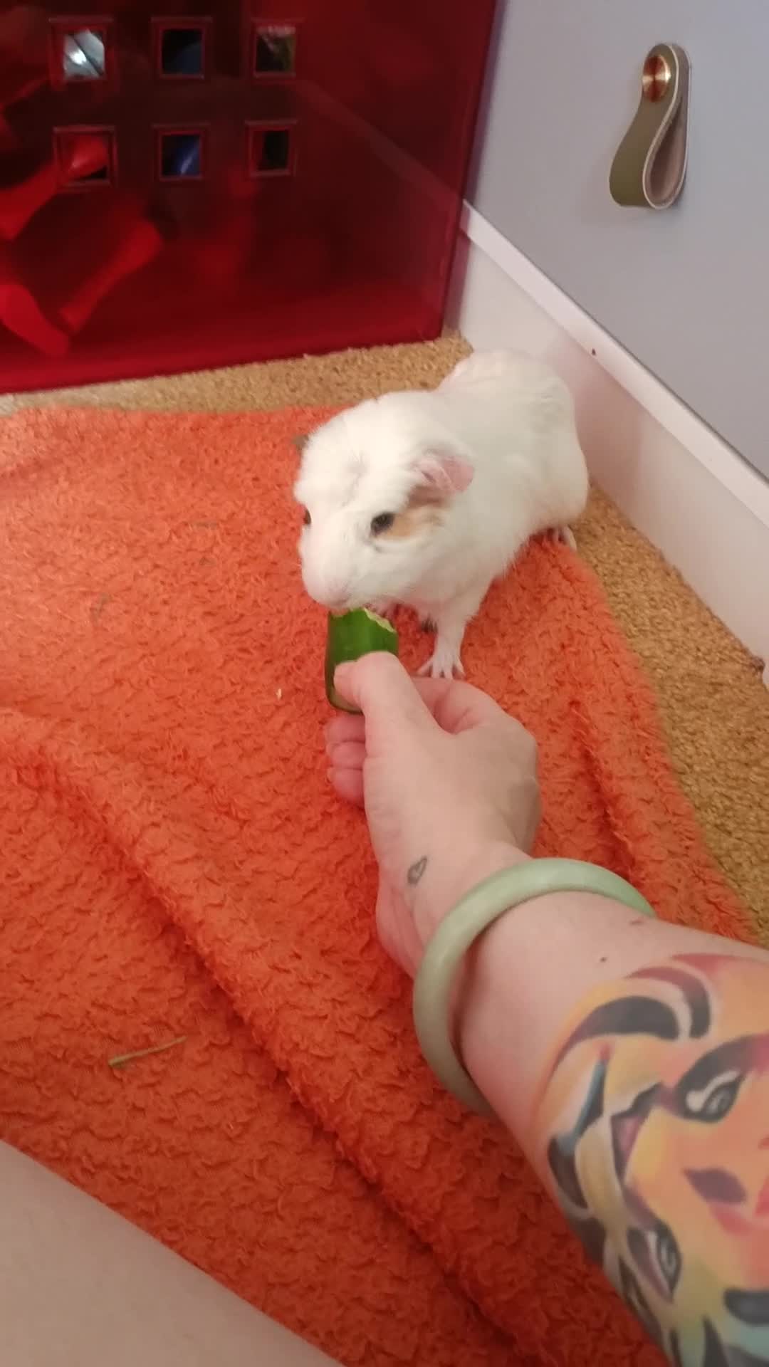 Guinea Pig rodents for sale: 2 male guinea pigs  in Oldham - Video 1