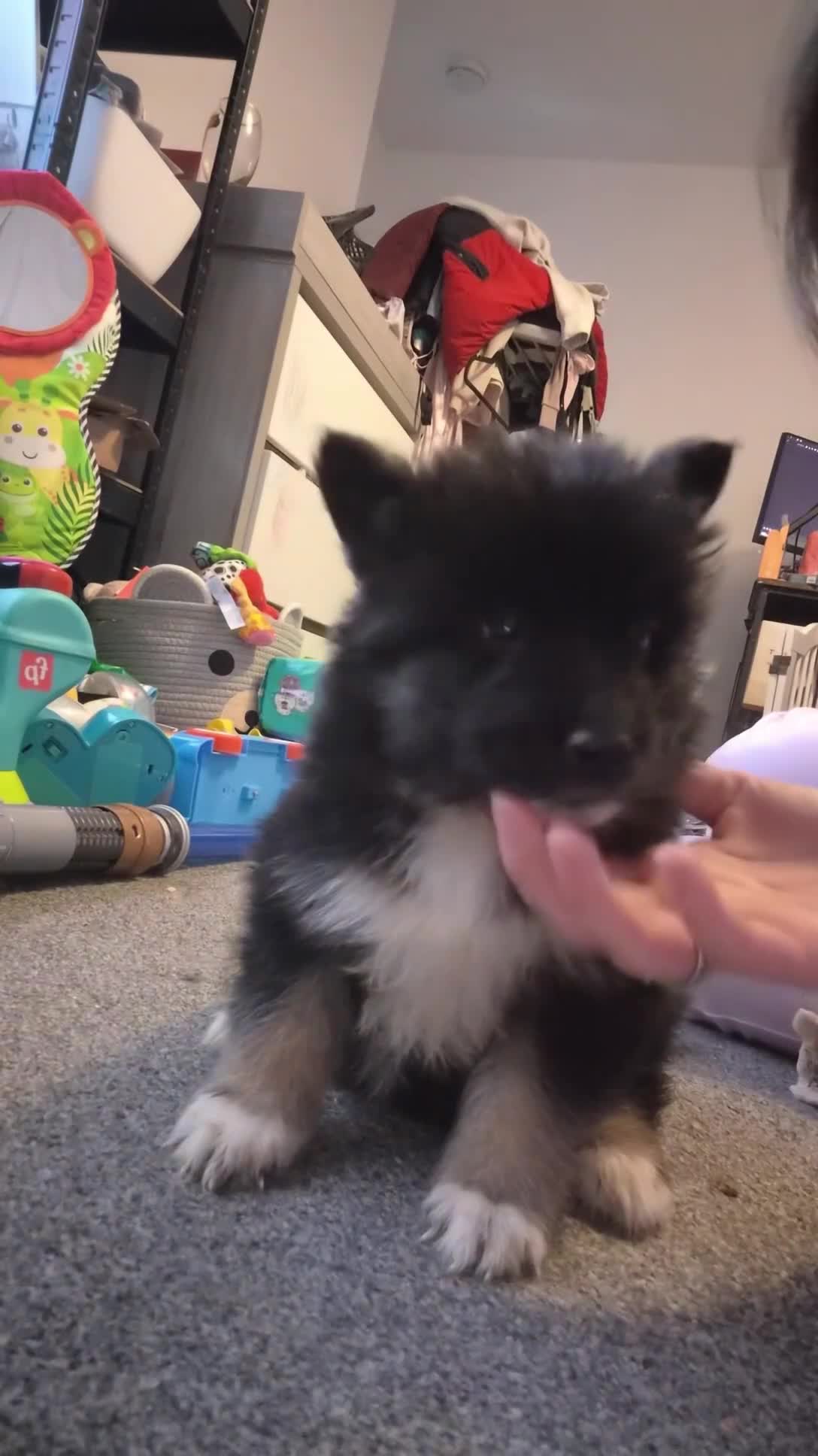 Mixed Breed dogs for sale: GOING FAST FLUFFY Samoyed x German Shepherd Pups - Video 1