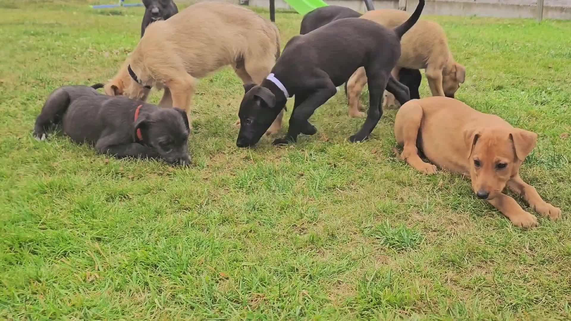 Lurcher dogs for sale: Deerhound Greyhound x deerhound Greyhound f1 - Video 1