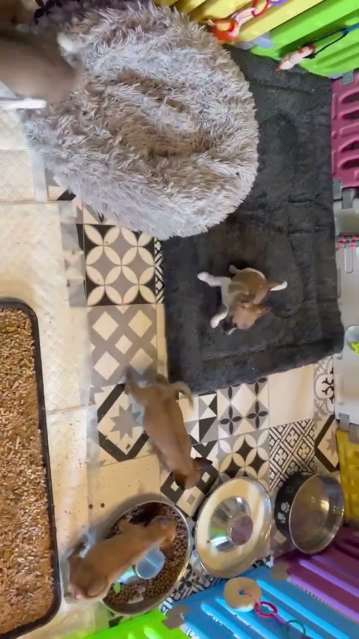 Jack Chi dogs for sale: JRT x Chihuahua puppies.  - Video 1