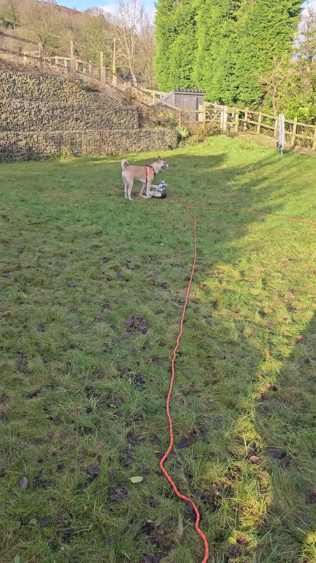 Siberian Husky dogs for sale: 3 year old Siberian husky  - Video 3