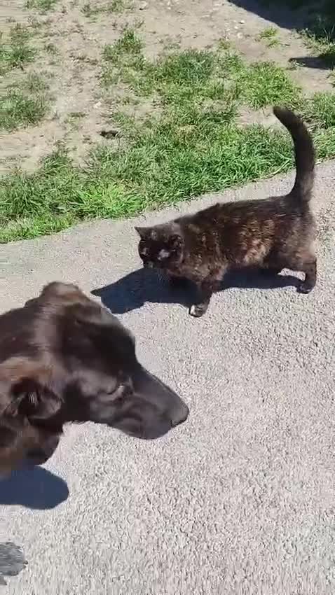 Mixed Breed dogs for adoption: 🌸Sweet and Beautiful AZALEA - Deserving Kindness - Video 1