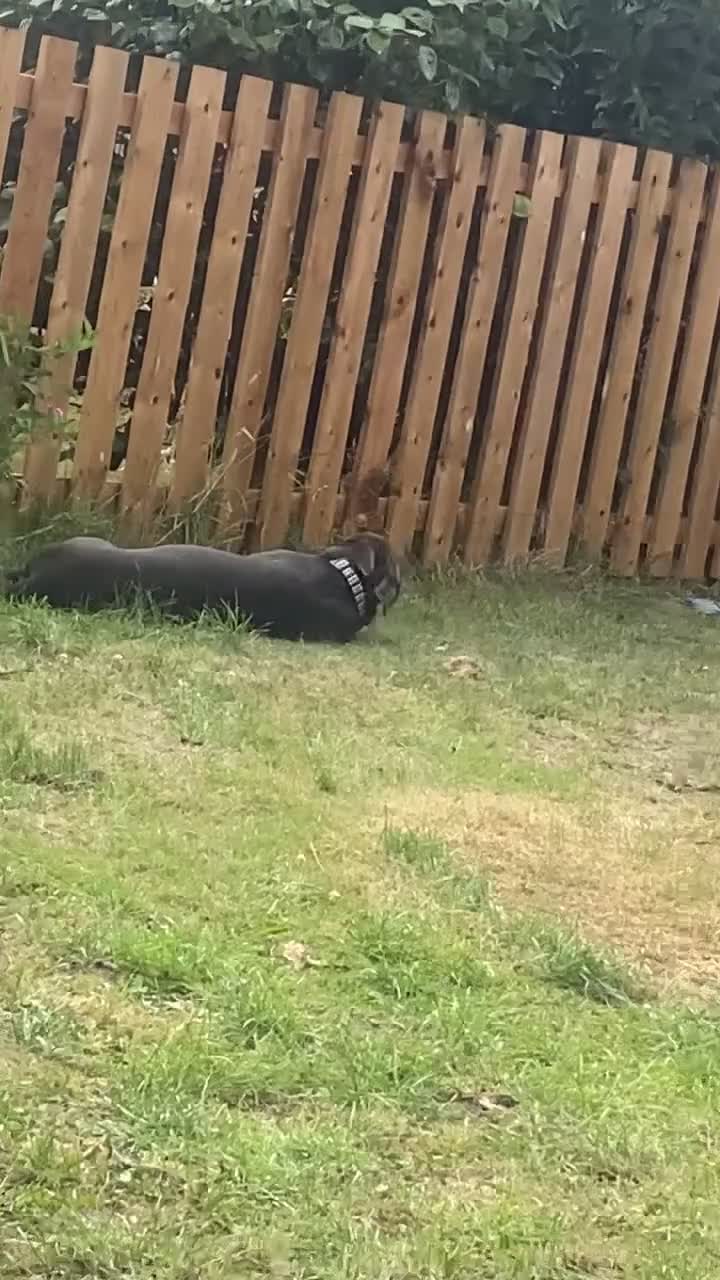 Cane Corso dogs for sale: Female 9 month old cane corso - Video 1