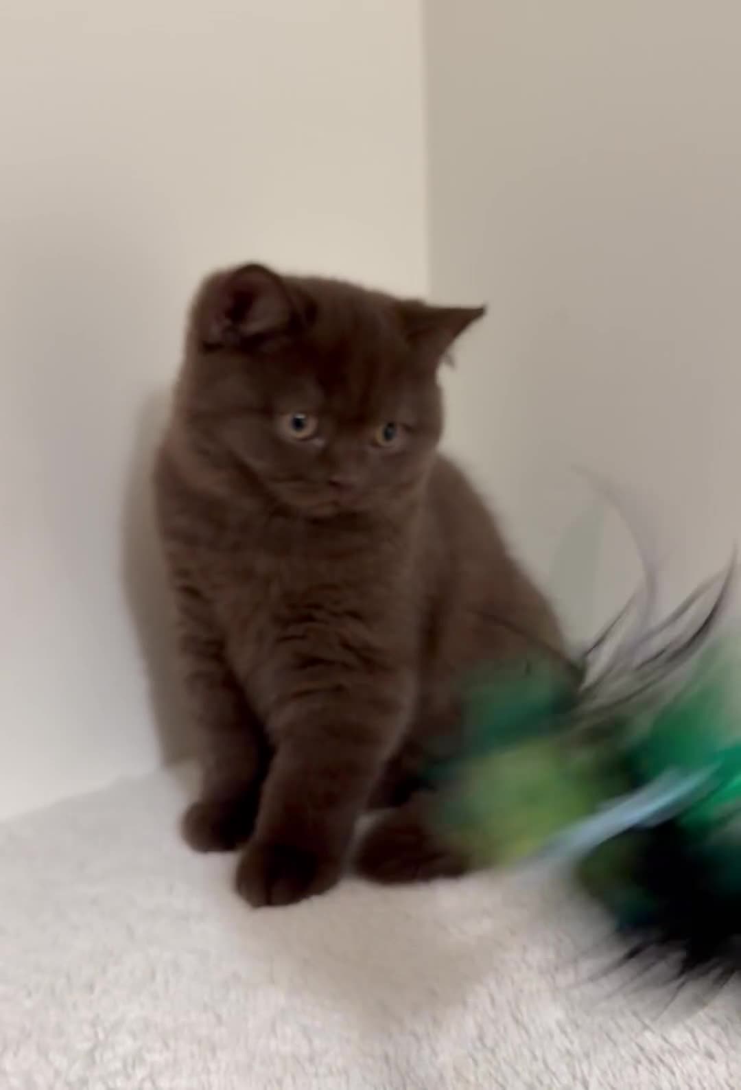 British Shorthair cats for sale: BSH chocolate boys TICA registration  - Video 2