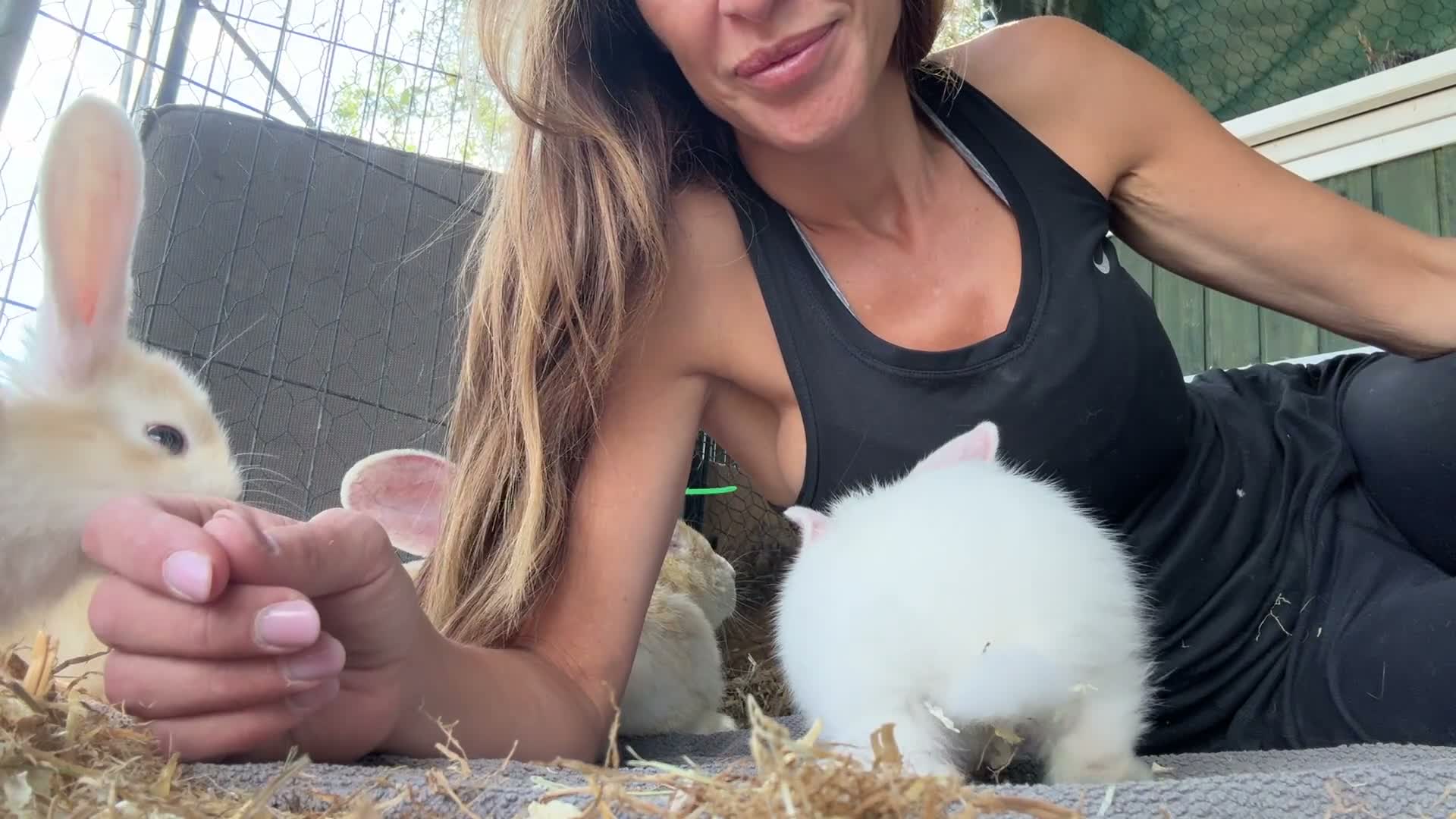 Continental Giant rabbits for sale: Middleton Meadows Giants - Video 1