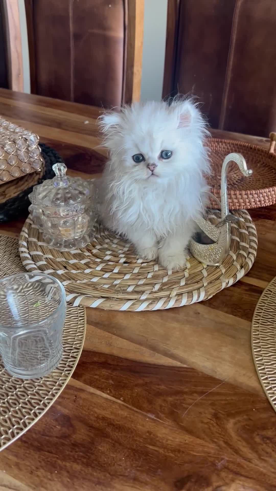 Persian cats for sale: Pedigree Persian Chinchilla Kittens for Sale  - Video 1