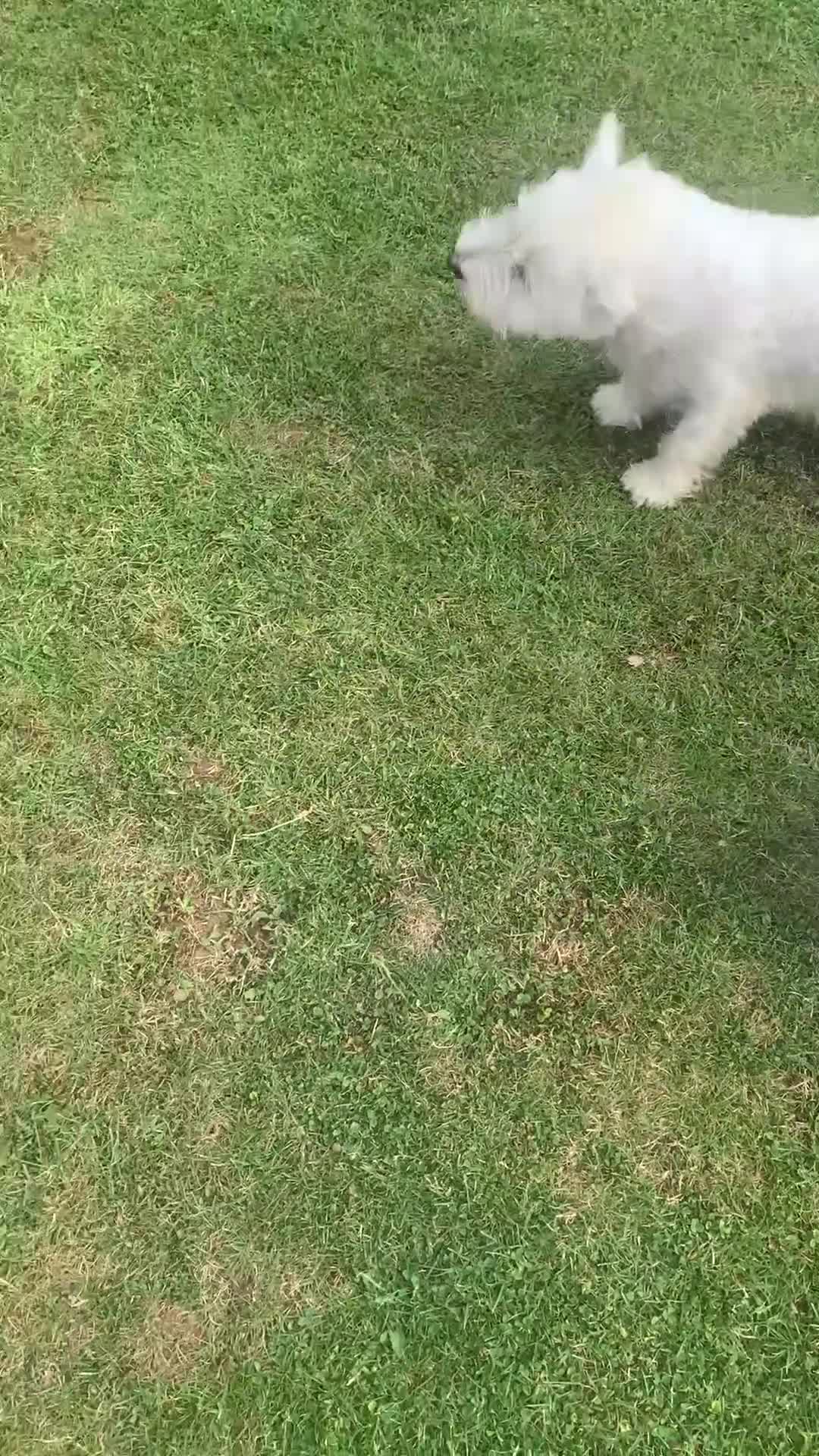 West Highland Terrier dogs for sale: 2 Westie Boys  - Video 1
