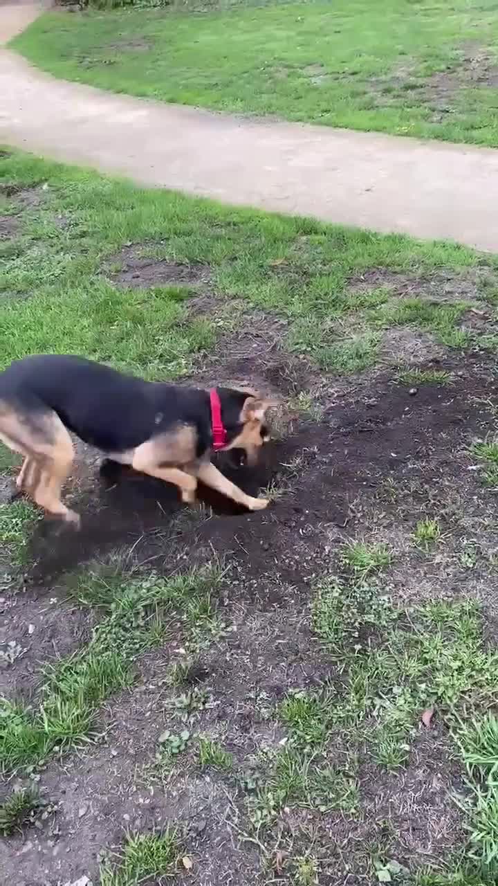 Mixed Breed dogs for adoption: Mavis – Almost 5 years old, female, hound mix - Video 2