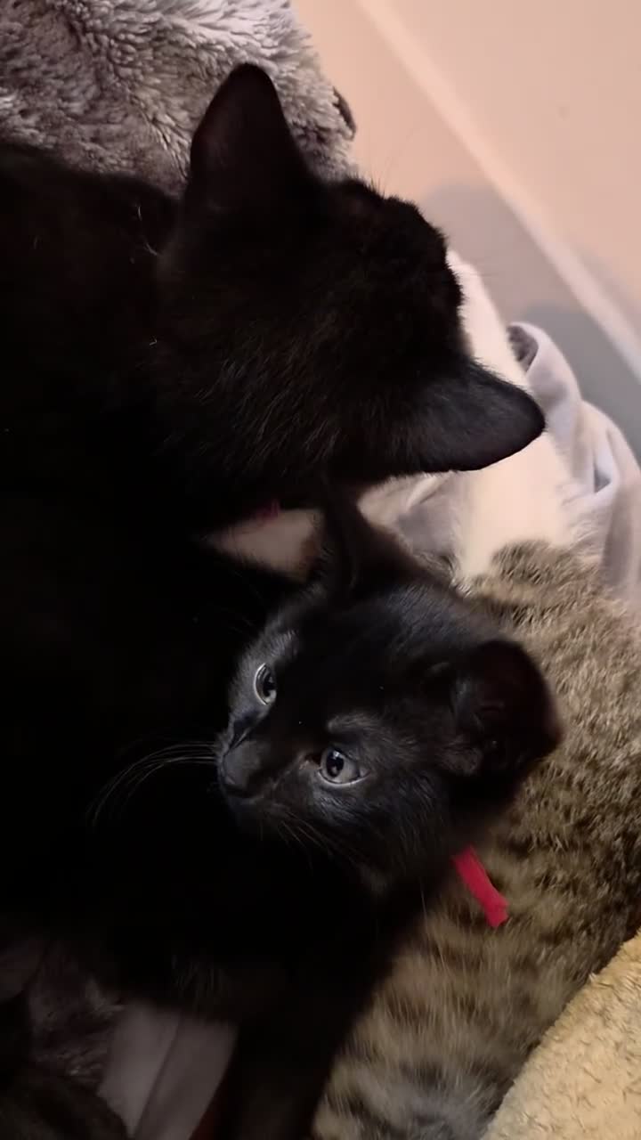 Mixed Breed cats for sale: Two black 10wk old female kittens. in Colchester - Video 1