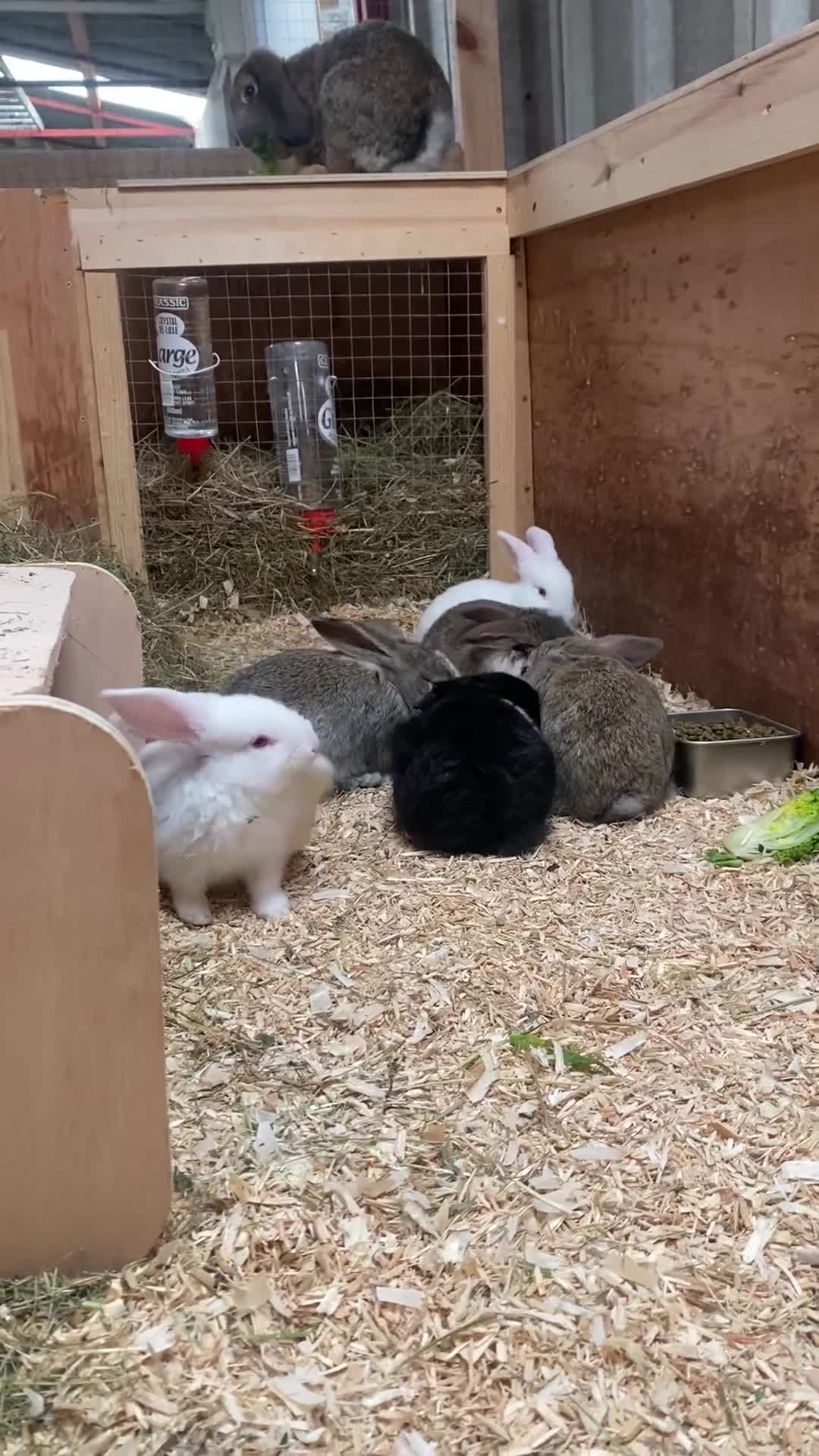 Dutch rabbits for sale: Bunnies for sale - Video 1