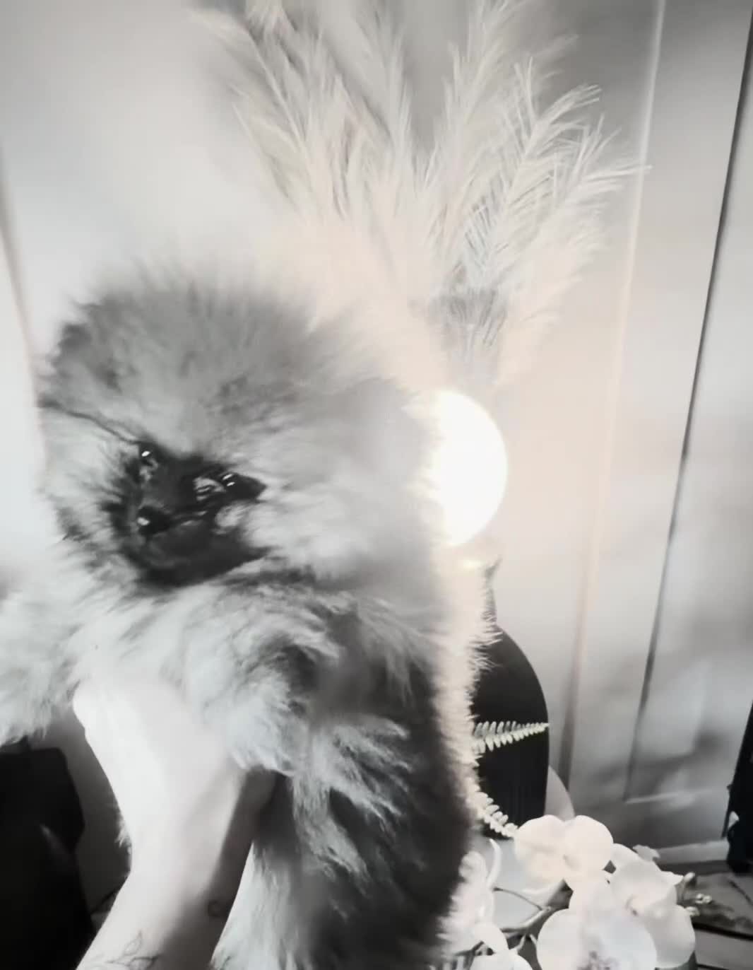 Pomeranian dogs for sale: Adorable teddy bear pomeranian - Video 2