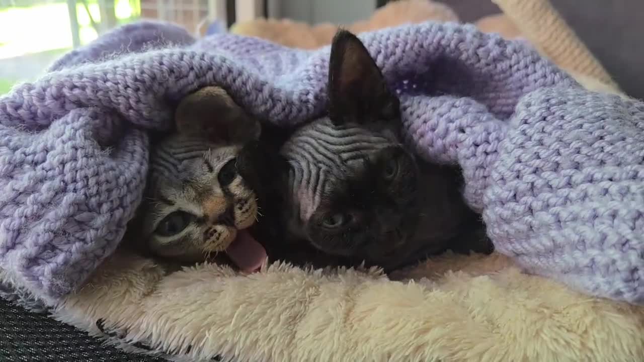 Devon Rex cats for sale: Beautiful Devon Rex Kittens 💛 - Video 1