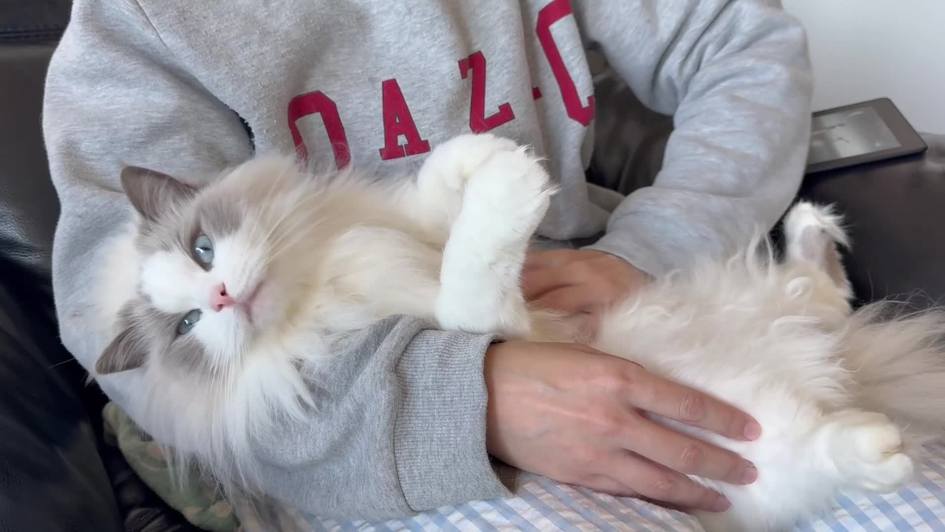 Ragdoll cats for sale: GCCF registered - the Ultimate Cuddler ragdoll - Video 2