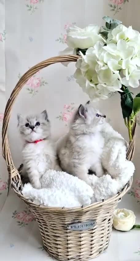 Ragdoll cats for sale: Purebred Ragdoll Kittens - final litter - Video 2