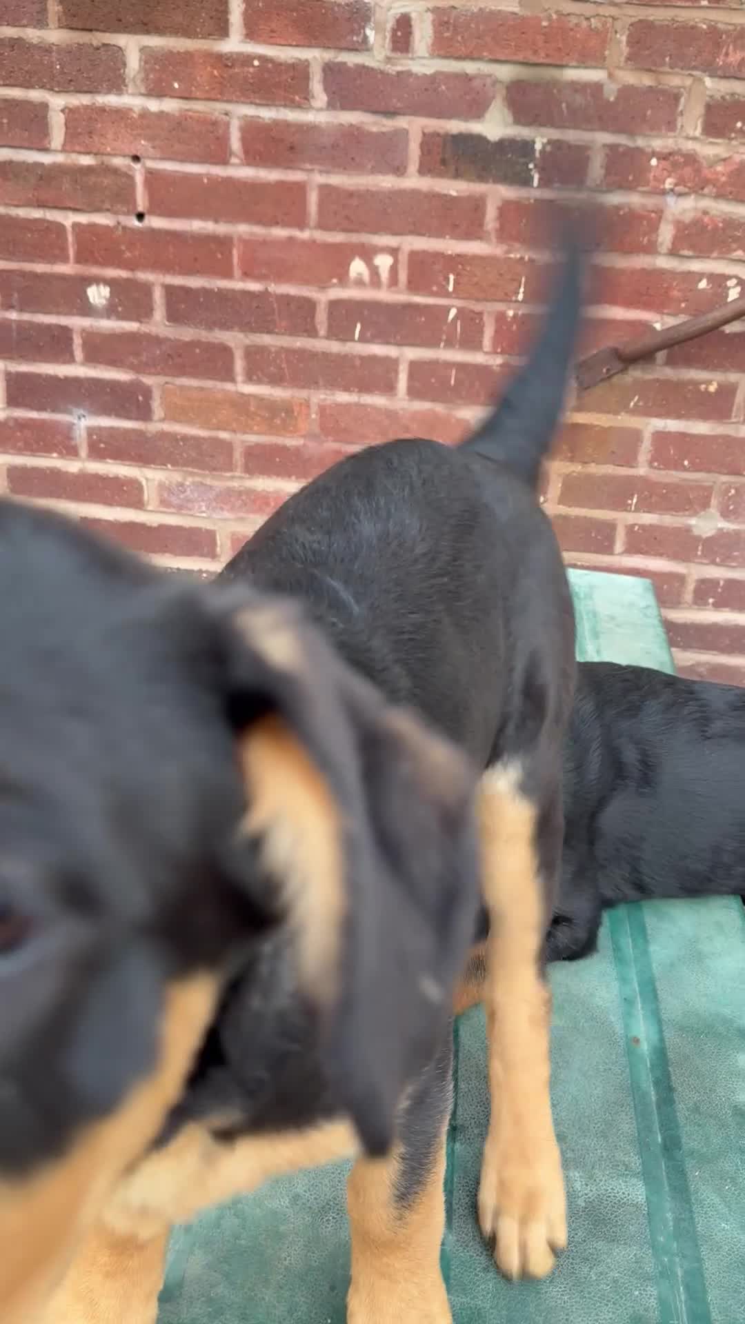 Rottweiler dogs for sale: Last 3 puppies of litter - Video 1