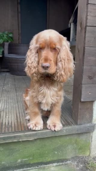 Cocker Spaniel dogs for stud: EXTENSIVELY Health Tested KC Show Cocker STUD in Chesterfield - Video 1