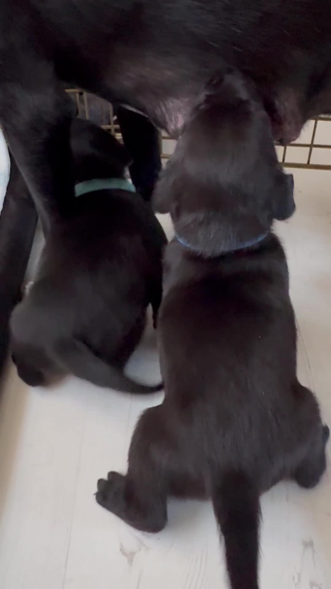 Mixed Breed dogs for sale: Beautiful puppys for sale  - Video 2