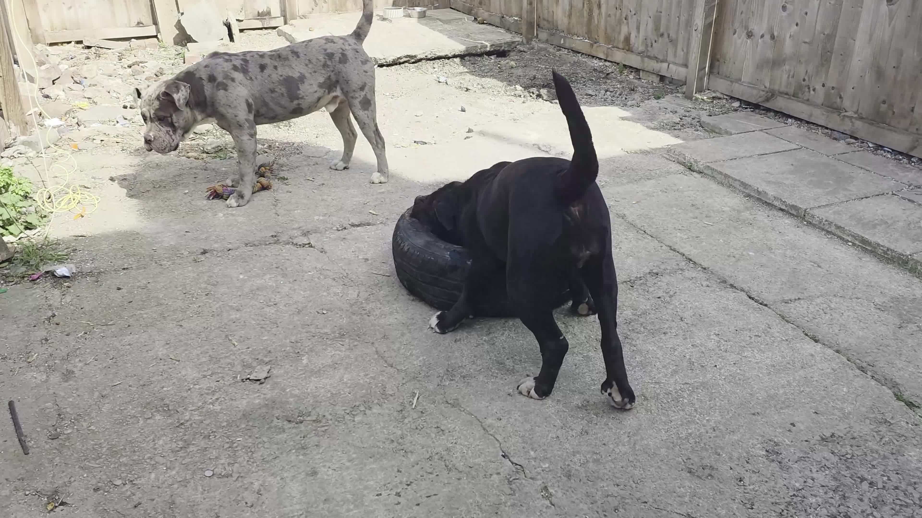 Mastiff dogs for sale: Mastiff X Cross looking for a new home. - Video 1