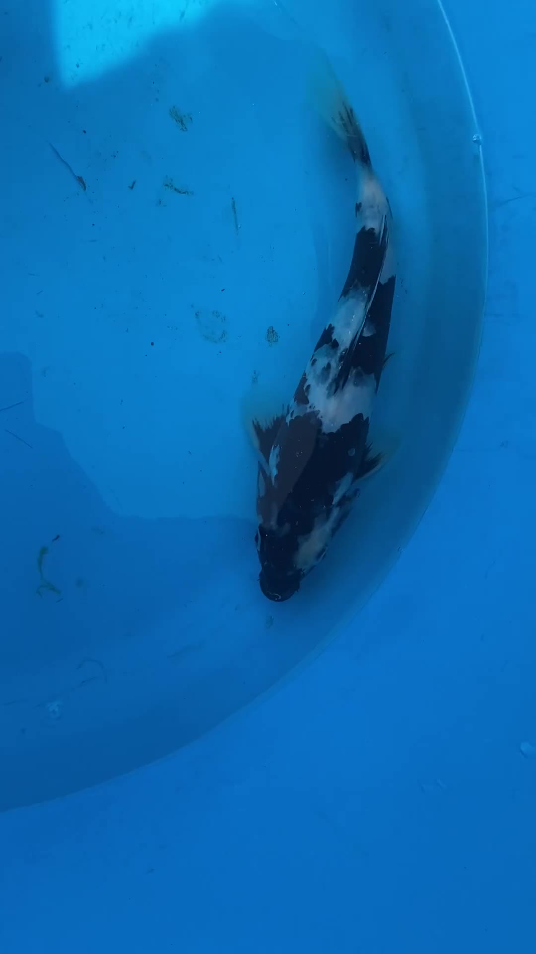 Koi Carp fish for sale: 2 koi for sale  - Video 2