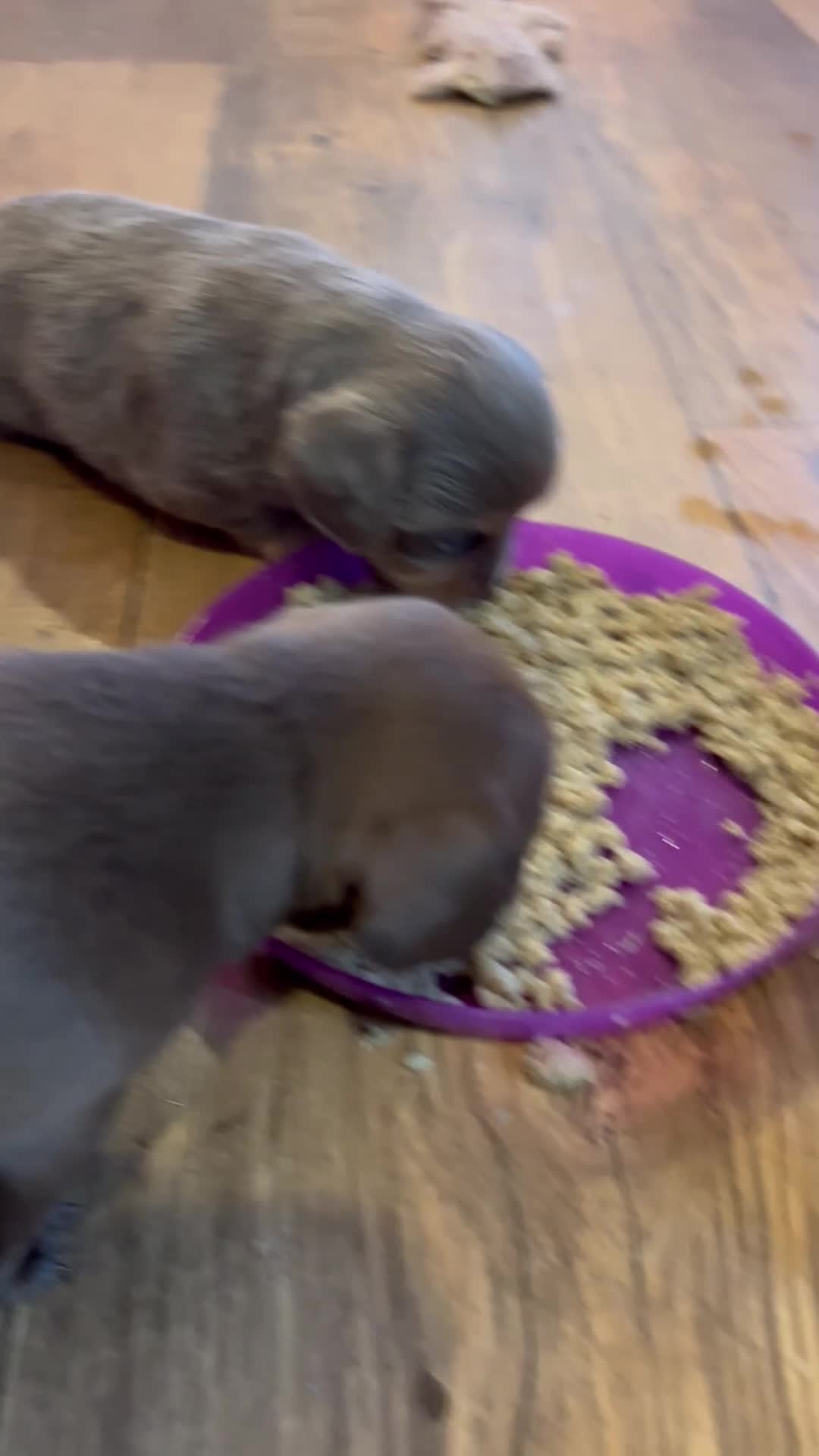 Miniature Dachshund dogs for sale: Stunning full pedigree Miniature Dachshunds  - Video 2