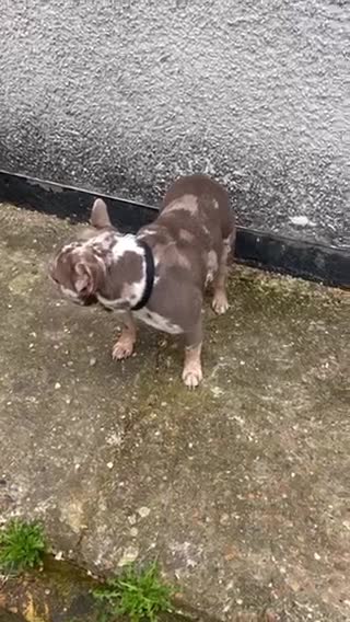 French Bulldog dogs for stud: VEGAS- new shade Isabella & tan Merle  in Southampton - Video 3