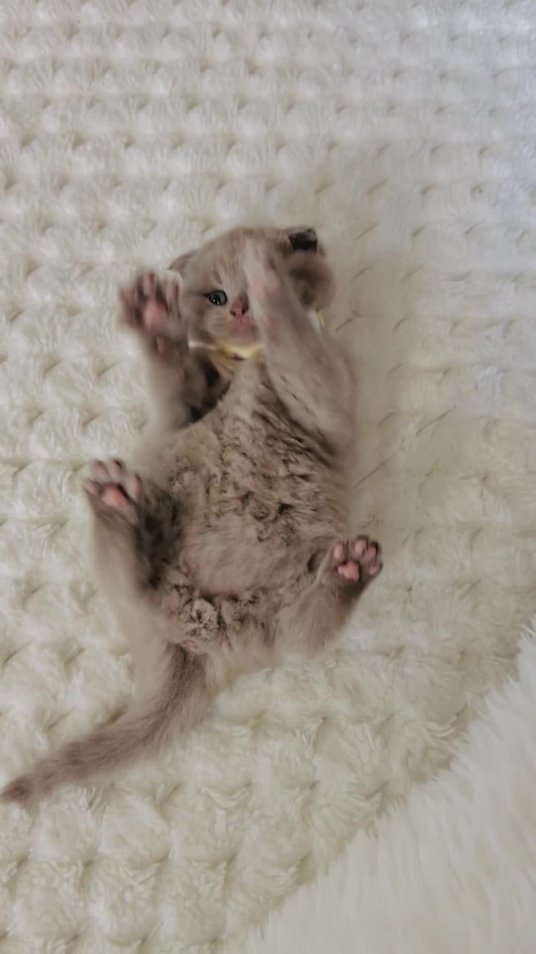 Scottish Fold cats for sale: Scottish fold - Video 1