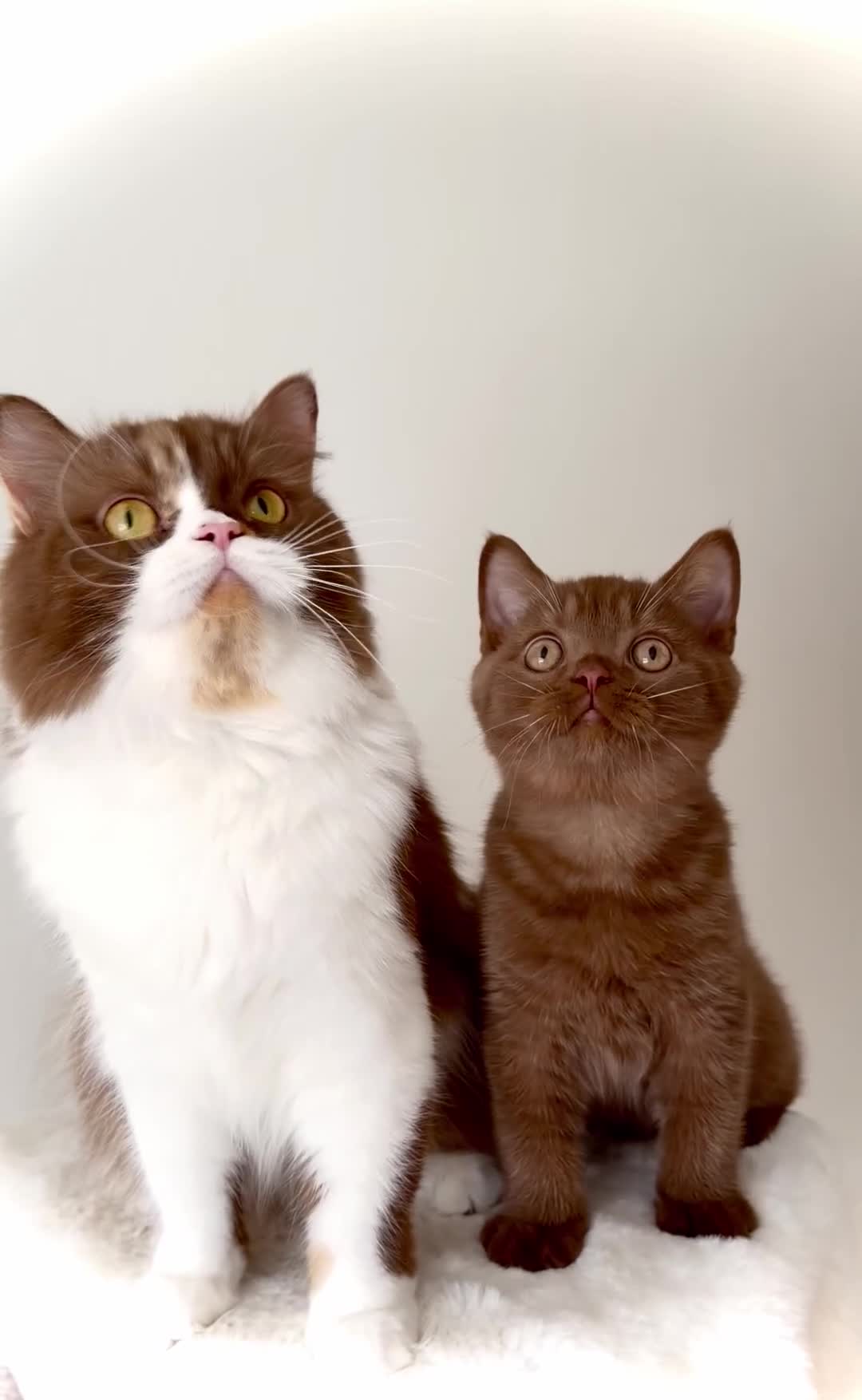 British Shorthair cats for sale: The handsome boy with an outstanding pedigree. - Video 1
