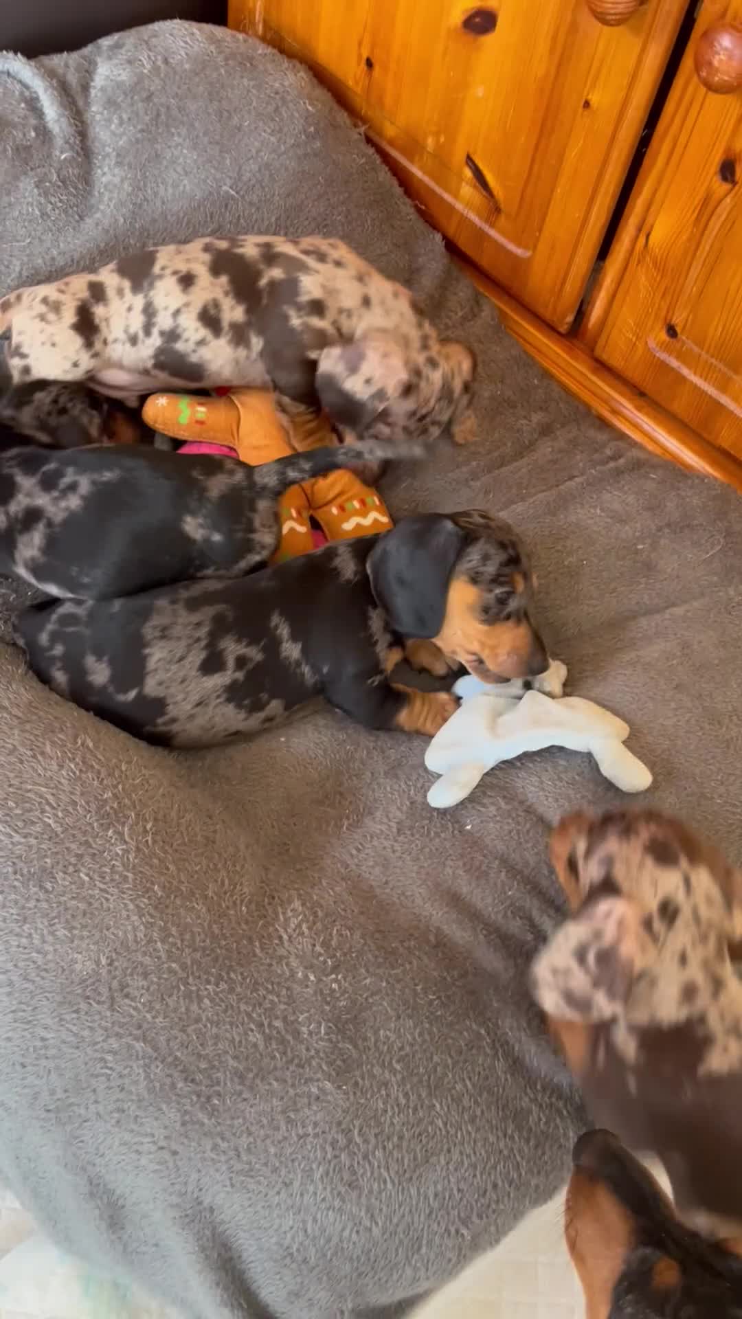 Miniature Dachshund dogs for sale: Beautiful KC registered puppies.  - Video 1