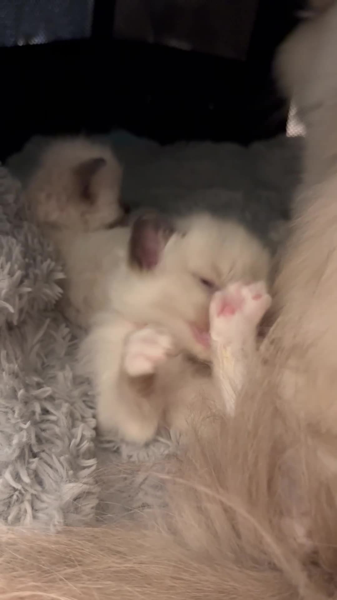 Ragdoll cats for sale: 5 ragdoll kittens  - Video 1