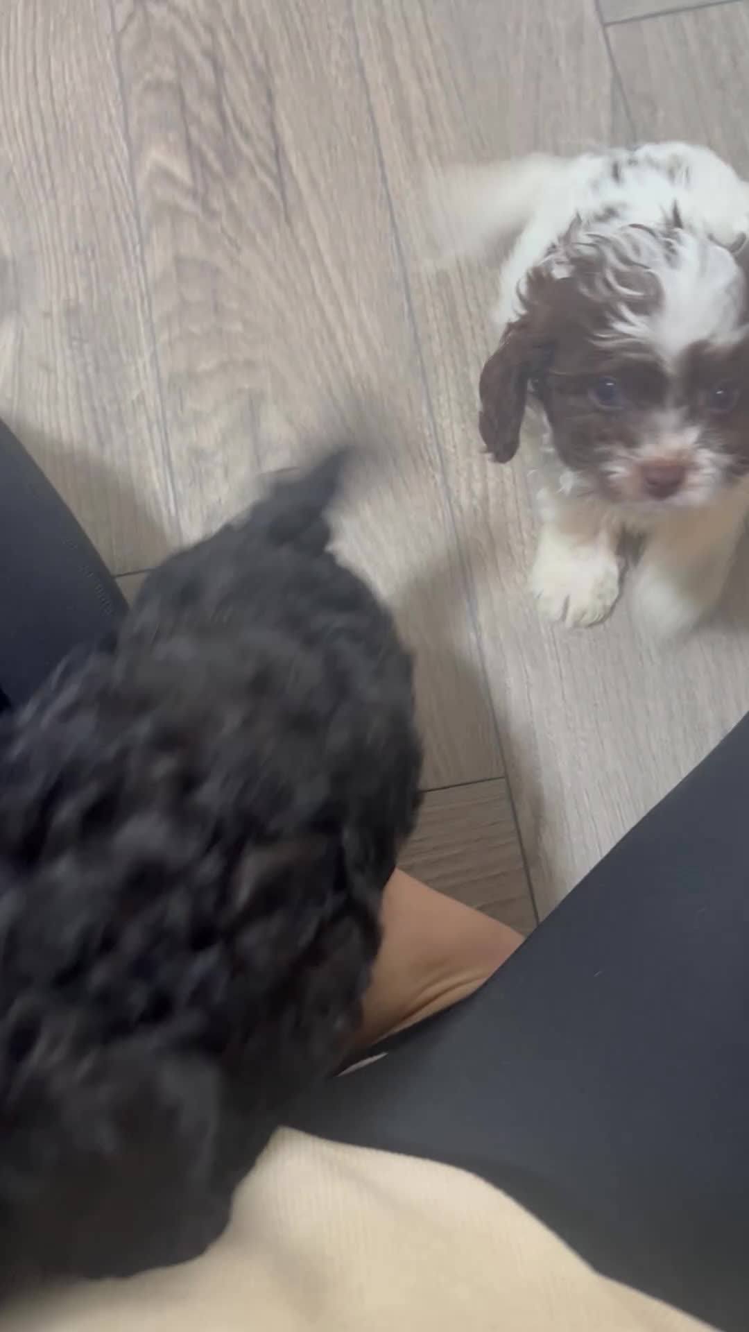 Cavapoo dogs for sale: F1b Cavapoo puppies🐶fully health tested READY NOW - Video 1