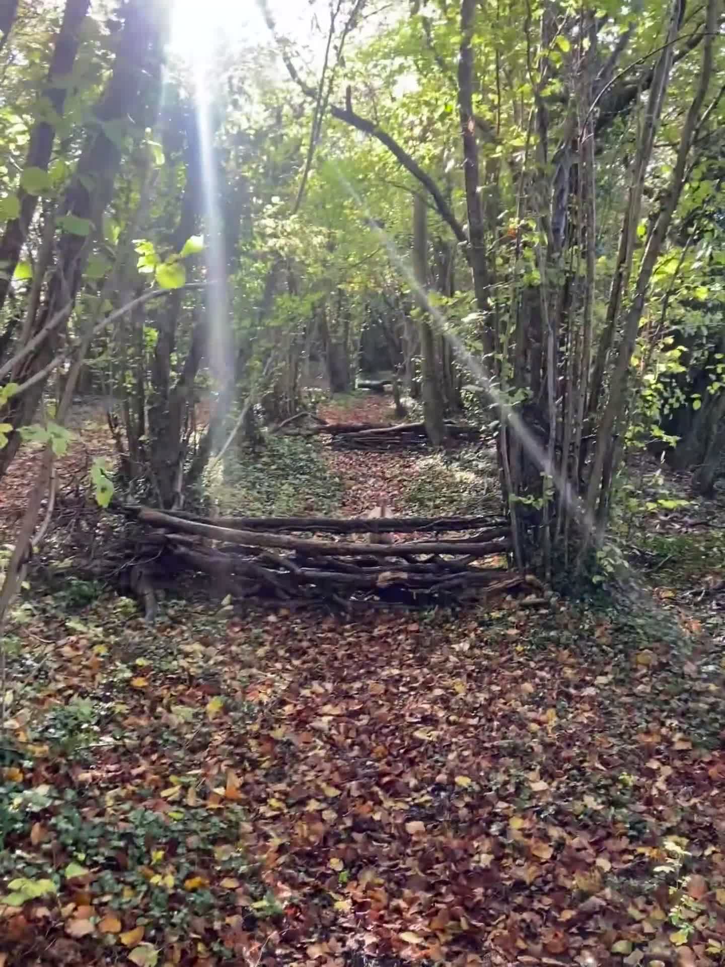 Cockapoo dogs for stud: Cockapoo F1 for stud - Video 1