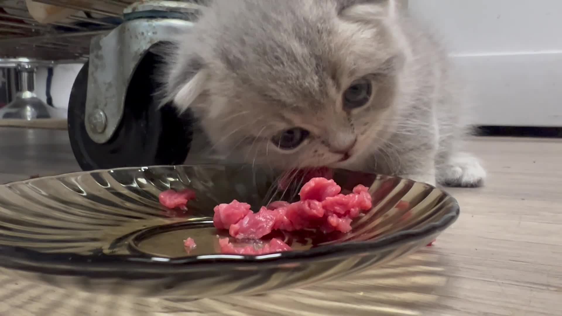 Scottish Fold cats for sale: Scottish Fold male kitten  - Video 2