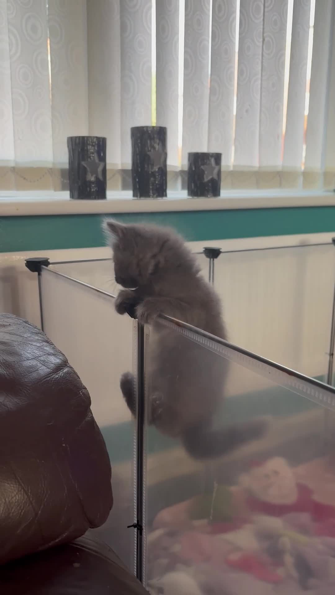 Ragdoll cats for sale: Stunning Ragdoll kittens available  - Video 2