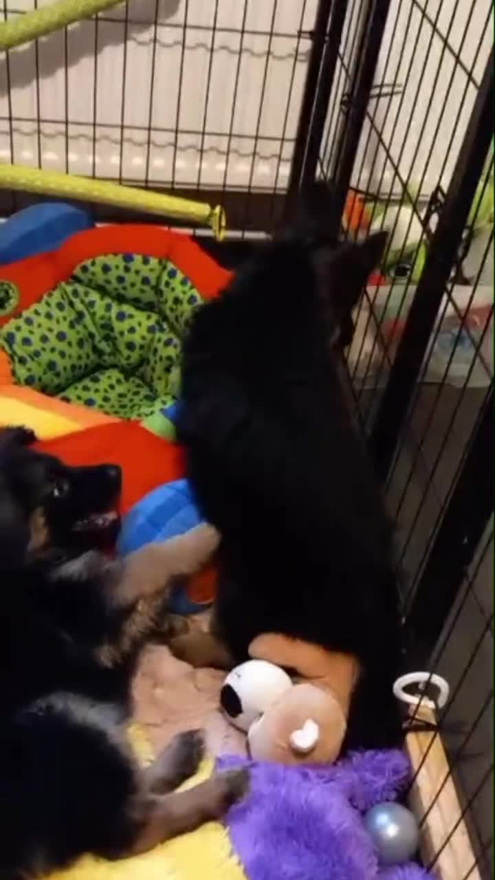 German Shepherd dogs for sale: Excellent Long-Haired German Shepherd Puppies-KC - Video 1