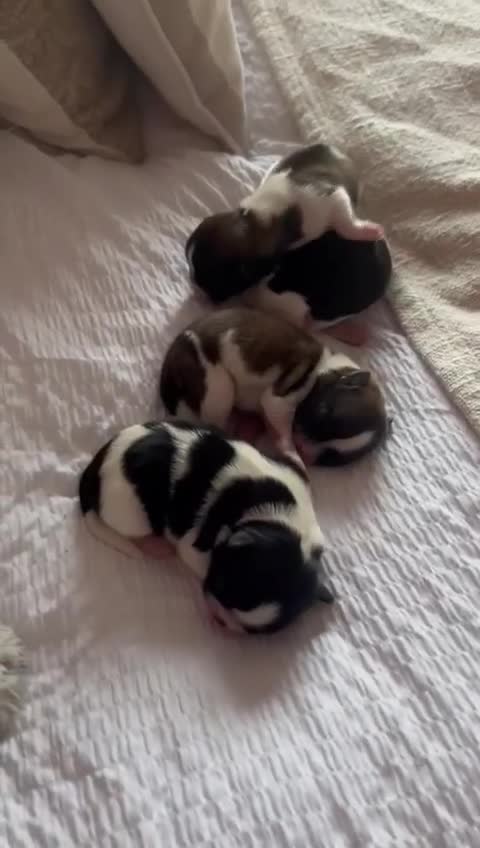 Lhasa Apso dogs for sale: Fantastic KC reg Lhasa Apso puppies  - Video 1