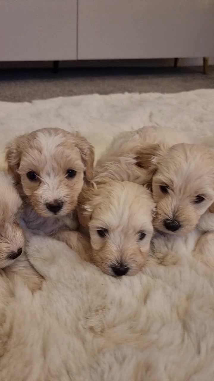 Maltipoo dogs for sale: 🐾 Beautiful Maltipoo Puppies – Home-Raised 🐾 - Video 1